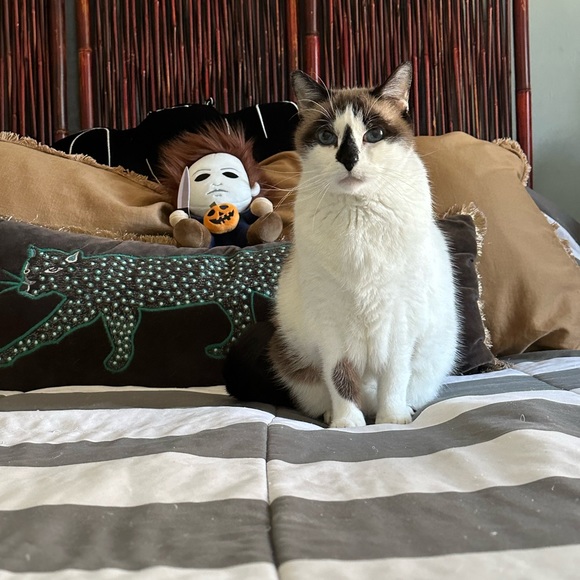 Meet your Posher, Sonia - Picture 3 of 4